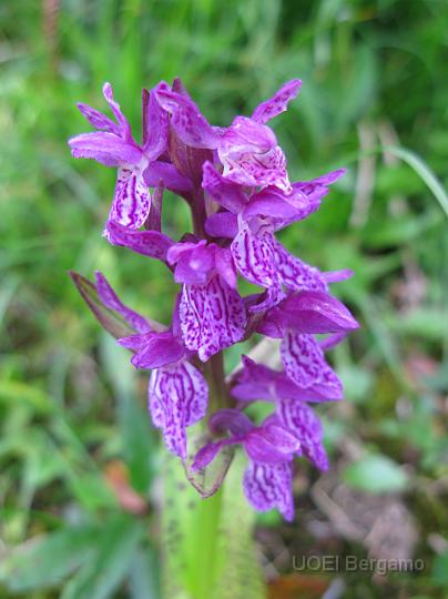 IMG_3246.JPG - Un'orchidea dalla maifica decorazione dei petali (Dactylorhiza majalis)
