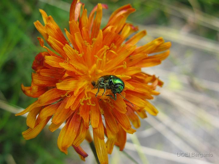 IMG_3255.JPG - Asteracea arancione