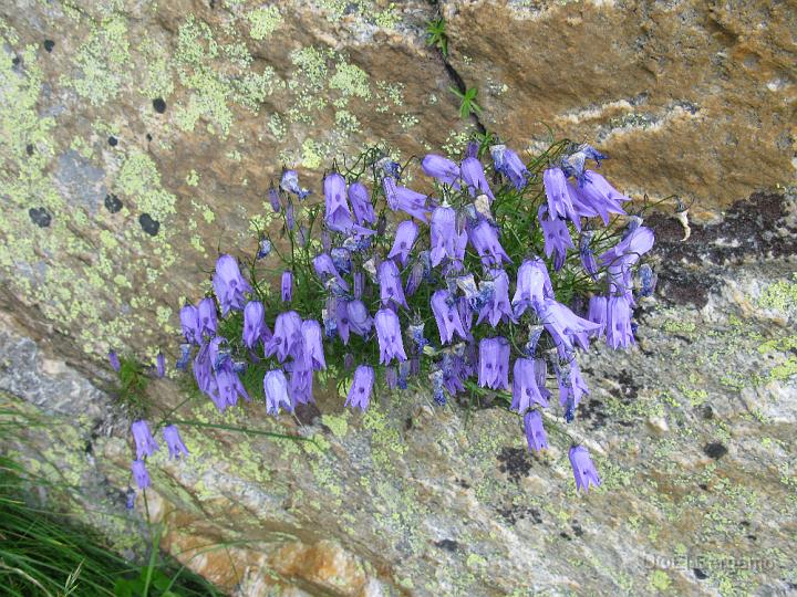IMG_3256.JPG - Campanule nelle fessure delle rocce (Campanula excisa)