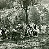 Vendemmiata degli Uoeini da Sbeghen - 1959